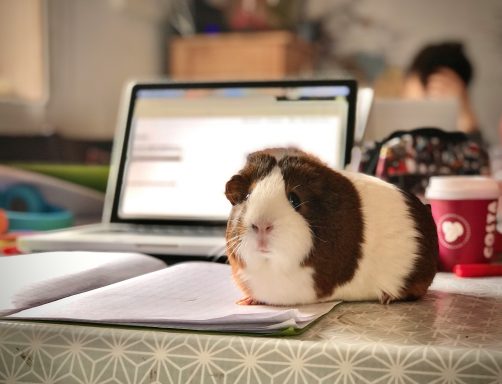 Guinea pig on a desk