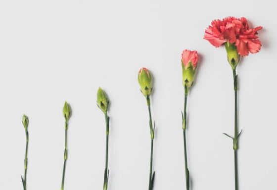 6 flower stems, demonstrating the gradual opening of a flower