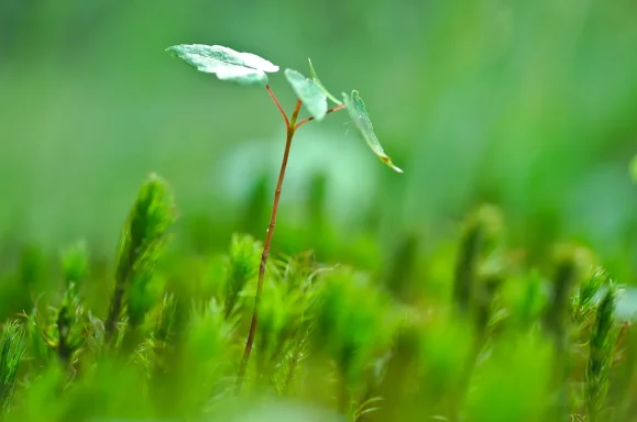 A green sapling growing