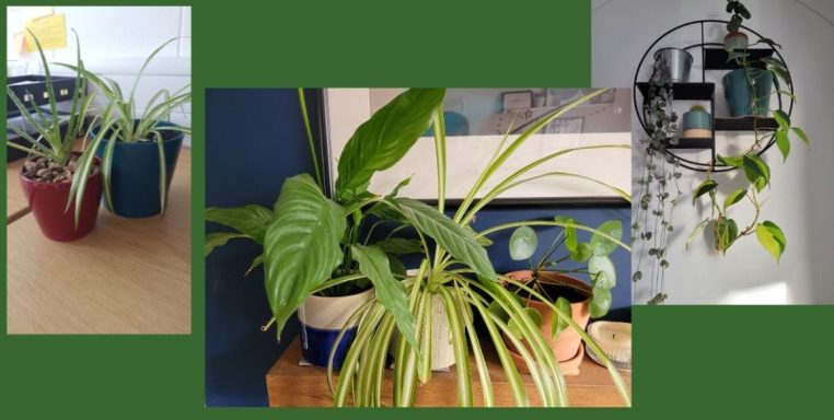 A compilation of pictures of house plants